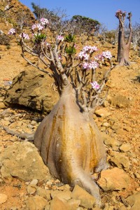 Bottle trees in bloom on the island of Socotra.