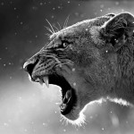 lioness_3-wallpaper-1280×800