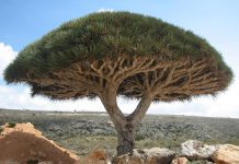 Socotra Governor Condemns UAE Occupation Violations