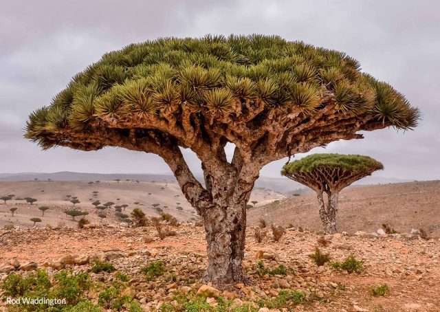 Inside Arabia: Is the UAE Gearing Up to Annex Yemen’s Socotra Island ...