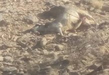 Twenty sheep, camels killed in two mines blast in Marib