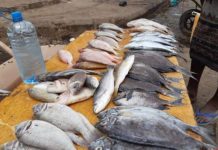 Prices of fish soar in Aden as conflict between puppet government and local fishermen escalates