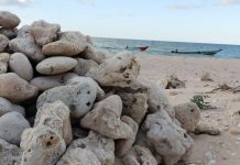 UAE commercial ships transport coral stones from Socotra to Abu Dhabi