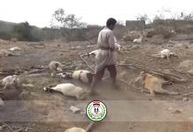 Livestock killed in Marib by left-over aggression explosive