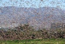 “FAO” warns of locust invasion of several areas in Yemen