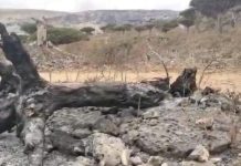 Arsonists destroy large areas of previous natural reserves in Socotra