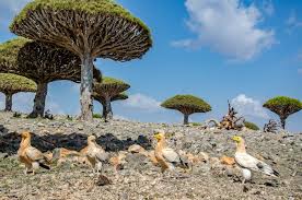 Spanish Daily Exposes Environmental Destruction, Looting By Emirati Occupation in Socotra