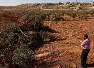 Israeli enemy uproot dozens of olive trees in Idhna